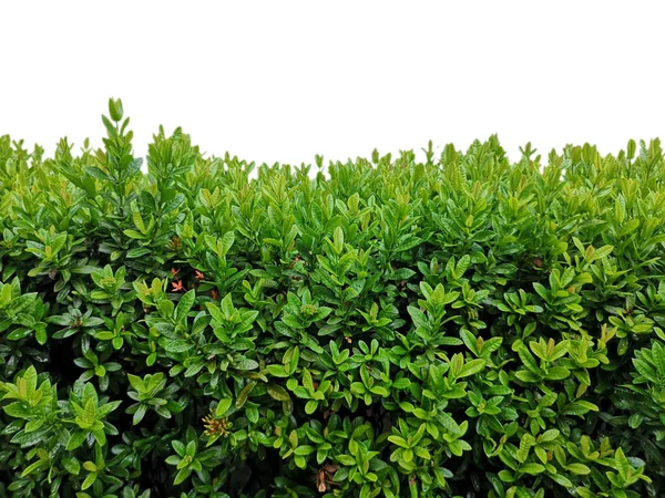 Arbusto Arbusto Isolado Ixora Chinensis Árvore Contorno Verde Fundo Branco — Fotografia de Stock