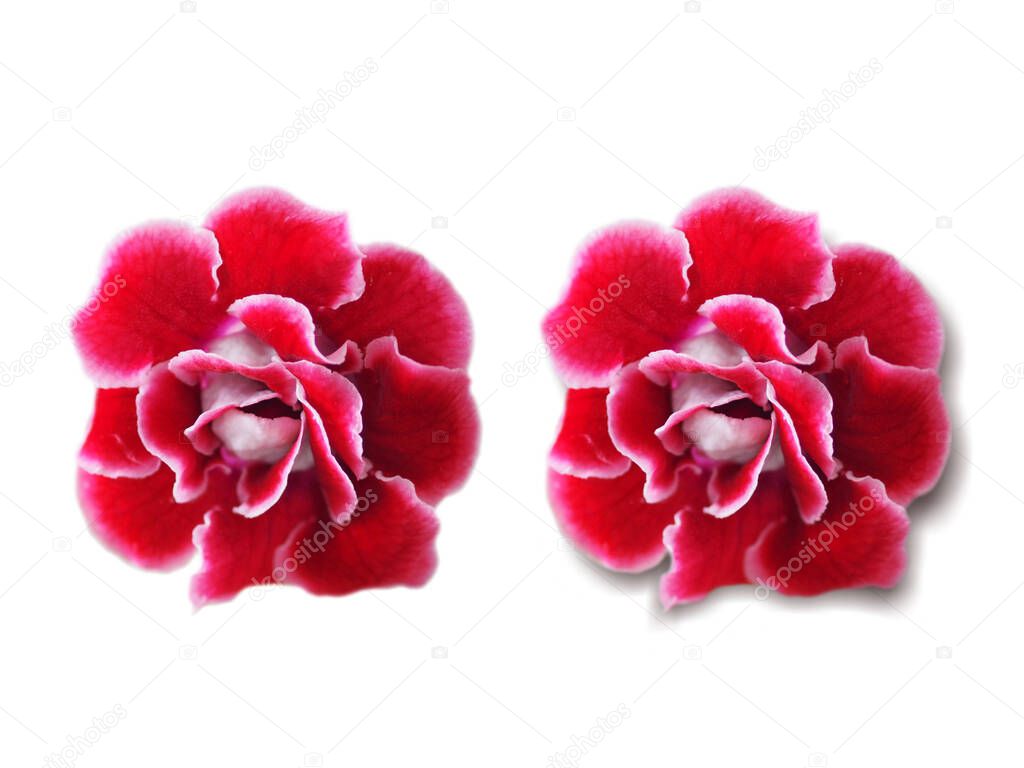 Isolated African violet Saintpaulias Gesneriaceac dark pink and red flower blooming cut outline on white background and shadow