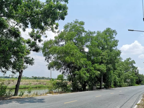 Jalan Asphalt Pohon Pohon Besar Sepanjang Jalan Langit Biru Dengan — Stok Foto