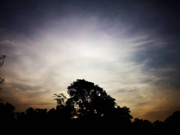 朝抽象的なシルエット黒ブッシュツリー上のオレンジ色の光太陽雲の空自然背景 — ストック写真