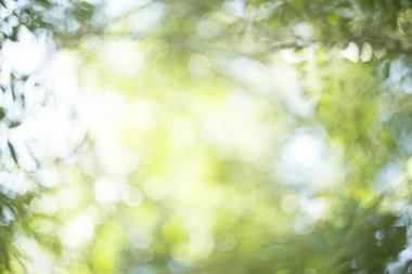 Arka planda güneş ışığı altında bulanık yaprak ve metin reklamları için fotokopi alanı var. Sakin park çimenliği. Yumuşak yaşam. Ağaç alanı. Retro taze bitki ışığı.