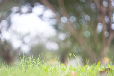 Bulanık, yeşil egzersiz parkı ilkbahar arka plan konsepti. Bulanık, güzel doğa alanı, ufuk, sonbahar çayır sahnesi, yaz aylarında ekolojik çevre günü..