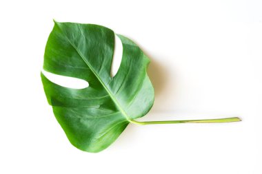 Izole Koyu yeşil Monstera büyük yaprakları, düz yatıyordu yaz yeşilyaprak doku yağmur ormanları çiçek için kırpma yolu kavramı ile beyaz arka plan üzerinde vahşi büyüyen philodendron tropikal yeşillik bitki