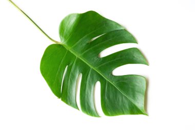 Izole Koyu yeşil Monstera büyük yaprakları, düz yatıyordu yaz yeşilyaprak doku yağmur ormanları çiçek için kırpma yolu kavramı ile beyaz arka plan üzerinde vahşi büyüyen philodendron tropikal yeşillik bitki