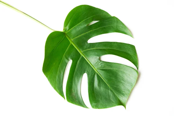 Aislar Verde Oscuro Monstera Hojas Grandes Filodendro Planta Follaje Tropical — Foto de Stock