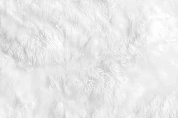 Closeup animal white wool sheep background in top view light nat