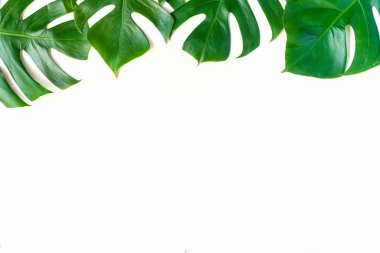 İzole koyu yeşil Monstera büyük yaprakları, Philodendron tropikal 