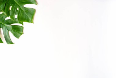 İzole koyu yeşil Monstera büyük yaprakları, Philodendron tropikal 