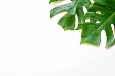 İzole koyu yeşil Monstera büyük yaprakları, Philodendron tropikal 