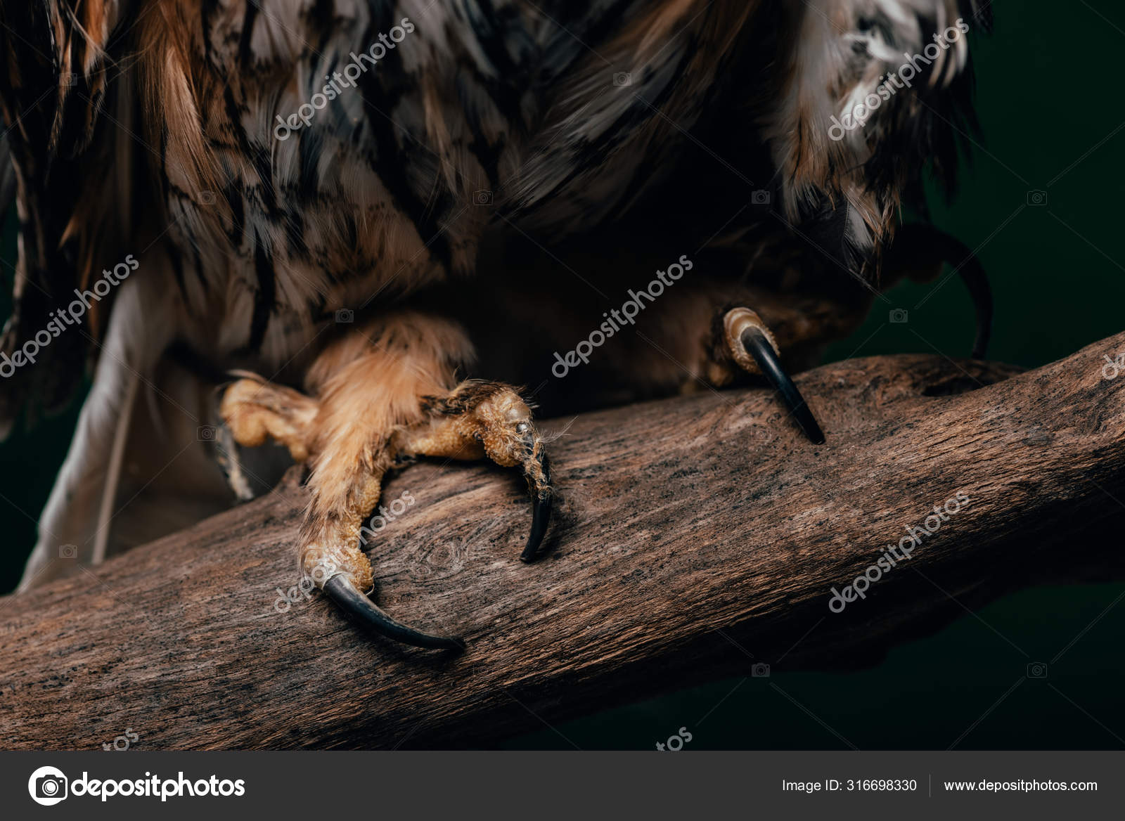 Close View Wild Owl Claws Wooden Branch Isolated Black — Stock Photo