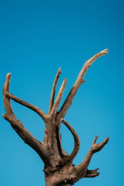wooden branch isolated on blue with copy space clipart