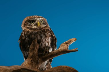 cute wild owl on wooden branch isolated on blue clipart