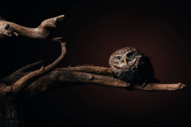 cute wild owl on wooden branch on black background clipart