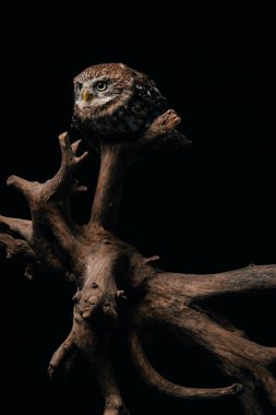 brown cute wild owl on wooden branch isolated on black clipart