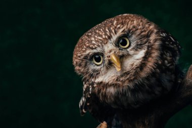 brown cute wild owl on wooden branch isolated on black with copy space clipart