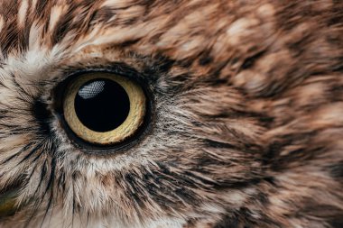 close up view of wild owl eye clipart