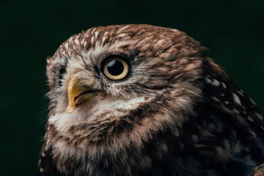 Kahverengi, sevimli, siyah baykuş.