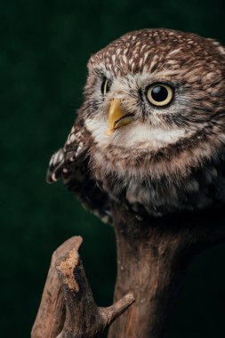 Kahverengi, sevimli, vahşi baykuş, tahtadan bir dalda.