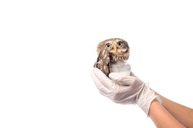 partial view of veterinarian holding wild injured owl isolated on white clipart