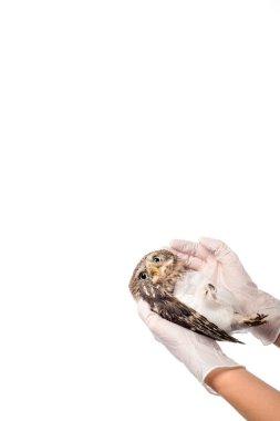 Veterinerin yaralı baykuşu tuttuğu kısmi görüş alanı fotokopi alanı ile beyaza izole edilmiş.