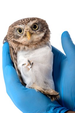 Veterinerin vahşi yaralı baykuşu tuttuğu görüntüsü beyazın üzerinde izole edilmiş.