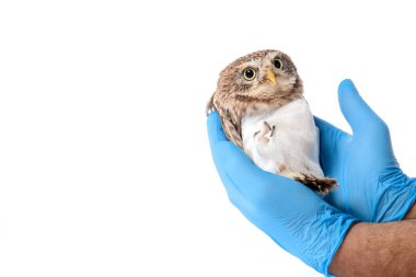 Veterinerin vahşi yaralı baykuşu tuttuğu görüntüsü beyazın üzerinde izole edilmiş.