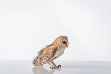 side view of beautiful wild barn owl isolated on white with copy space clipart