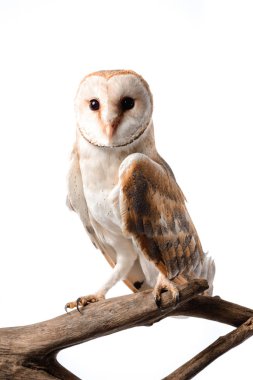 cute wild barn owl on wooden branch isolated on white clipart