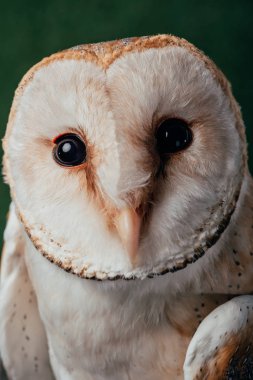 close up view of cute wild barn owl muzzle clipart