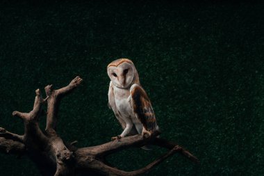cute wild barn owl on wooden branch on dark background clipart
