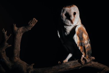 cute wild barn owl on wooden branch in dark isolated on black clipart