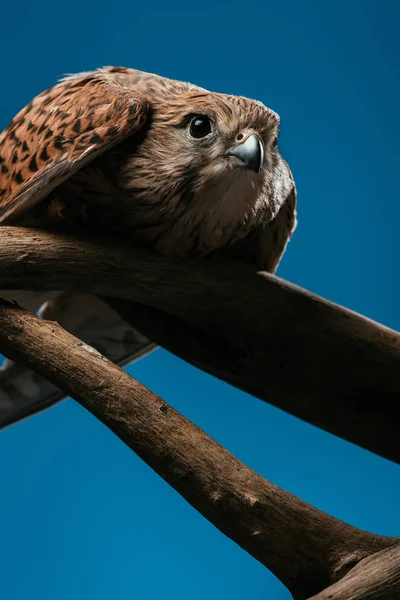 Lage Hoek Uitzicht Van Schattige Wilde Uil Houten Tak Geïsoleerd — Stockfoto