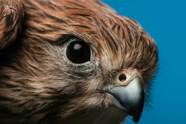 Close Uitzicht Van Schattige Wilde Uil Geïsoleerd Blauw — Stockfoto