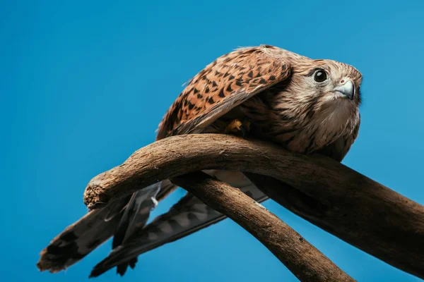 Cute Wild Owl Wooden Branch Isolated Blue — Stock Photo, Image