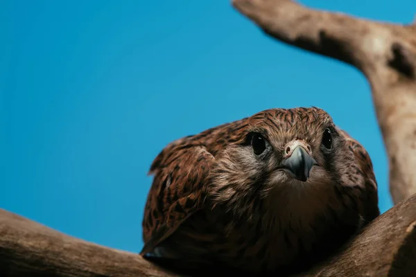 Selectieve Focus Van Schattige Wilde Uil Houten Tak Geïsoleerd Blauw — Stockfoto