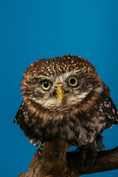 cute wild owl on wooden branch isolated on blue