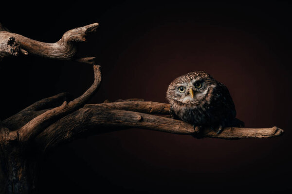 cute wild owl on wooden branch on black background