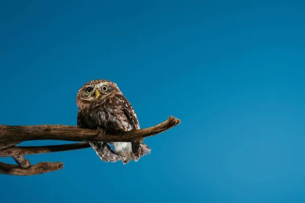 Schattig Wild Uil Zitten Houten Tak Geïsoleerd Blauw Met Kopieerruimte — Stockfoto