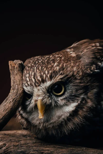 Bruin Schattig Wild Uil Houten Tak Geïsoleerd Zwart — Stockfoto