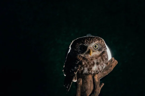Brown Cute Wild Owl Wooden Branch Black Background Back Light — Stock Photo, Image