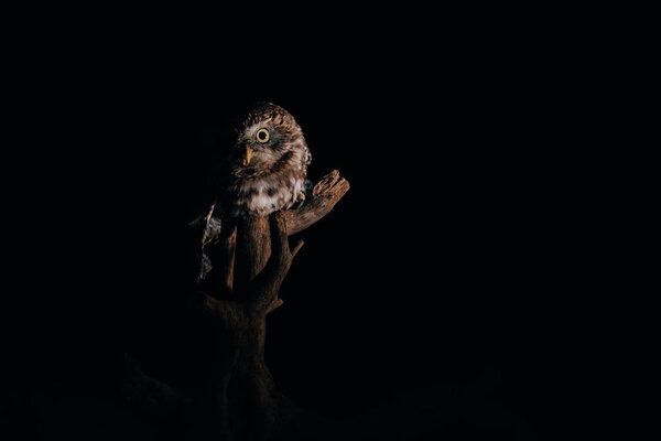 brown cute wild owl on wooden branch isolated on black