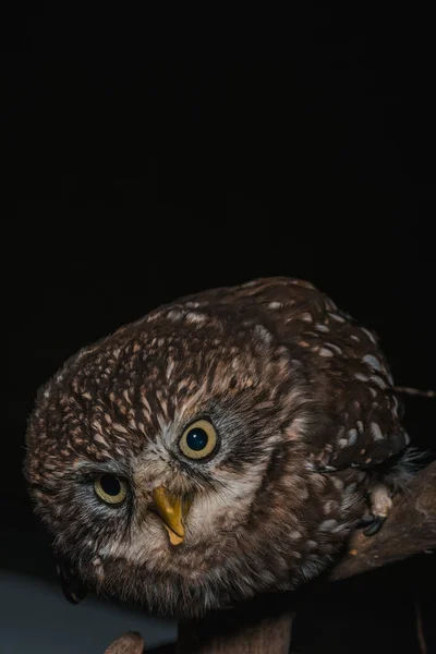 Brown Cute Wild Owl Wooden Branch Isolated Black — Stock Photo, Image