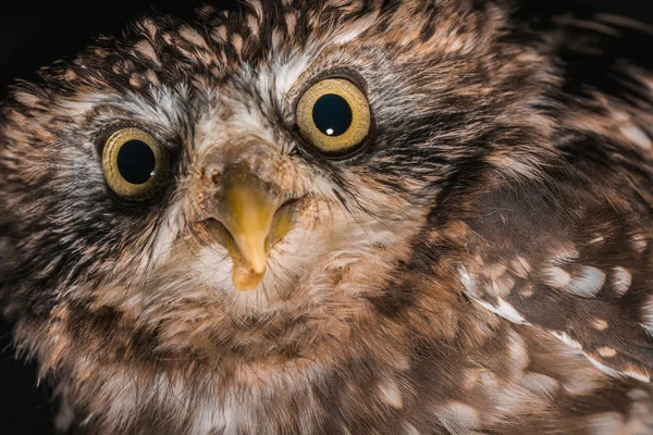 Close Uitzicht Bruin Schattig Wild Uil Geïsoleerd Zwart — Stockfoto