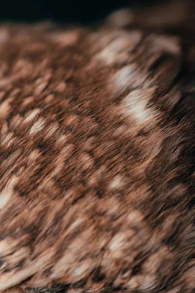 Close View Wild Owl Feathers — Stock Photo, Image