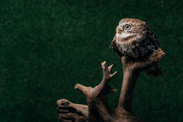 cute wild owl on wooden branch on dark background