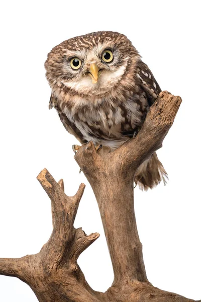 Cute Wild Owl Wooden Branch Isolated White — Stock Photo, Image