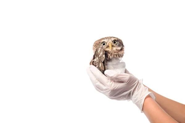 Partial View Veterinarian Holding Wild Injured Owl Isolated White — Stock Photo, Image