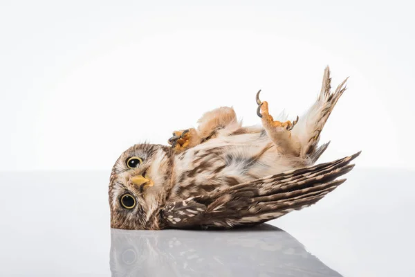 Cute Wild Owl Lying Surface Isolated White — Stock Photo, Image