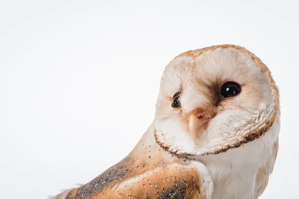 Mooie Wilde Schuur Uil Geïsoleerd Wit Met Kopieerruimte — Stockfoto