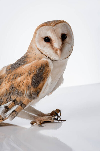 beautiful wild barn owl isolated on white with copy space